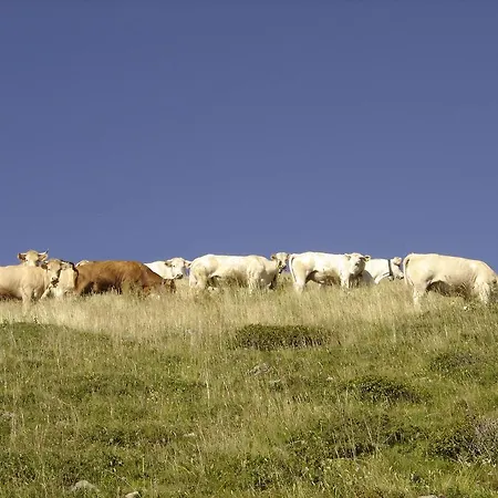 Le Cerf De Belledonne